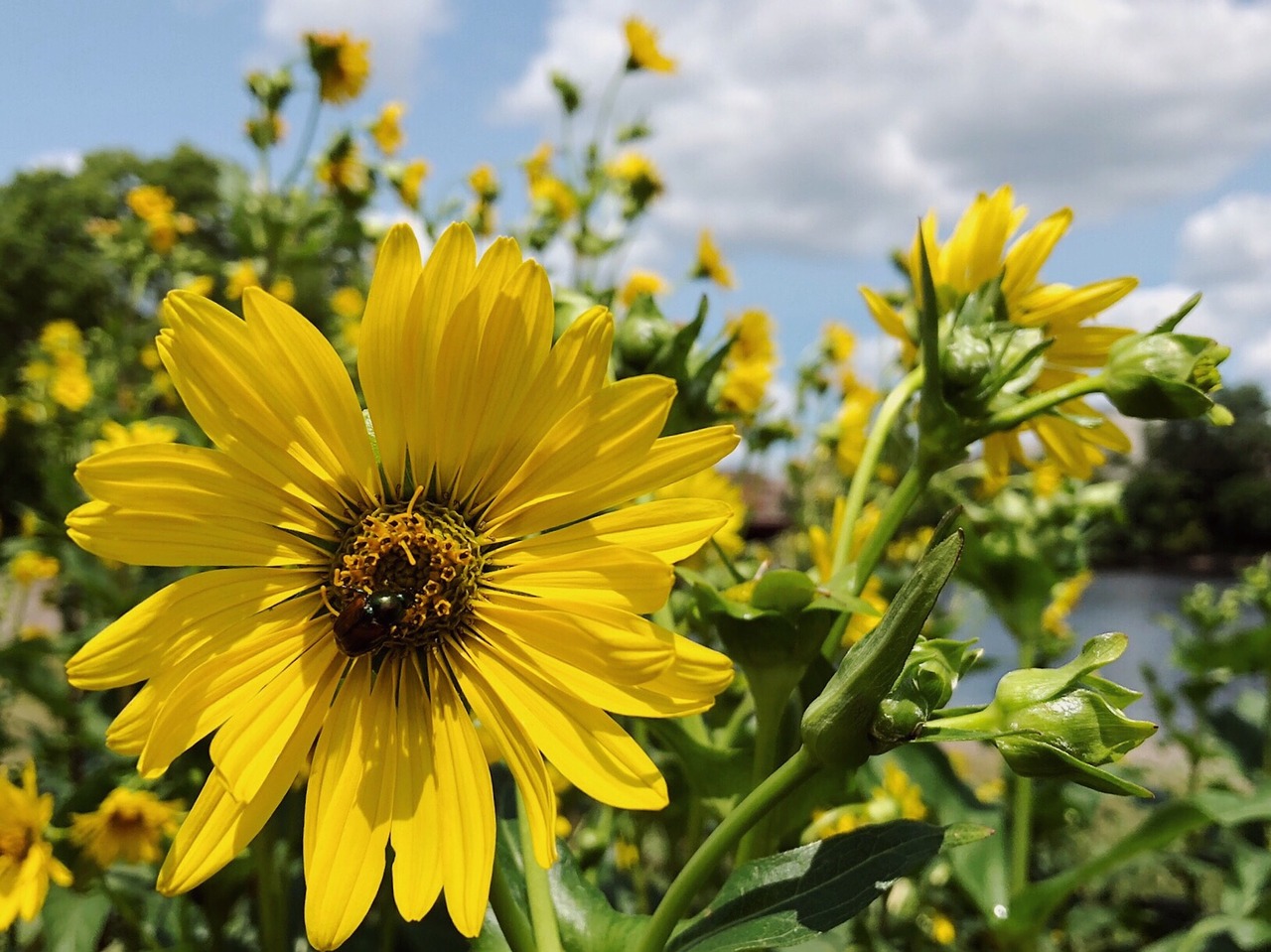 flower  yellow  summer free photo