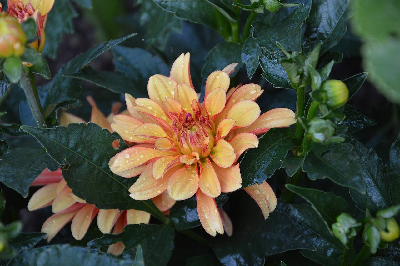 flower  dahlia  summer free photo