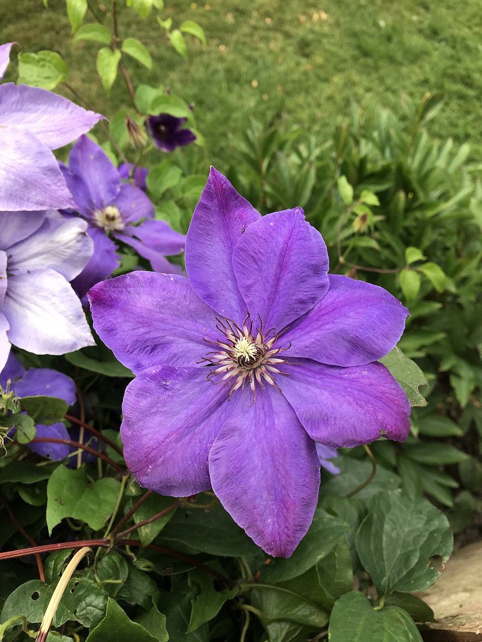 flower  purple  nature free photo