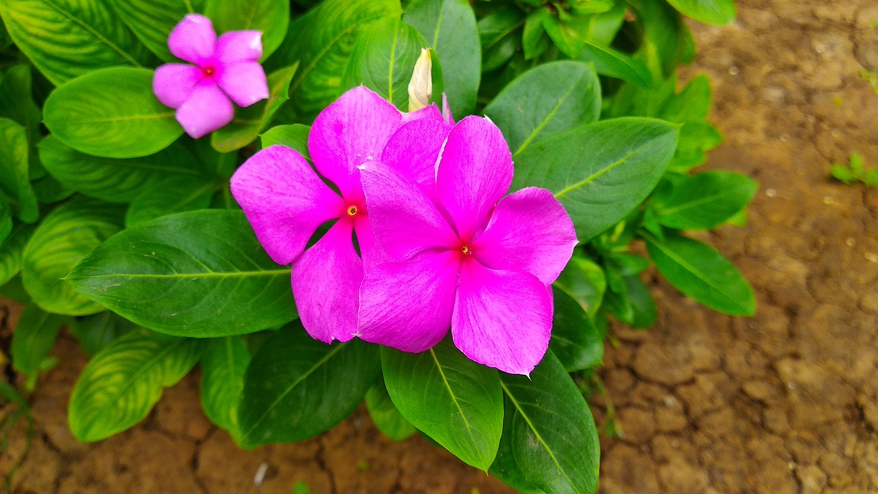 flower  pink  petals free photo