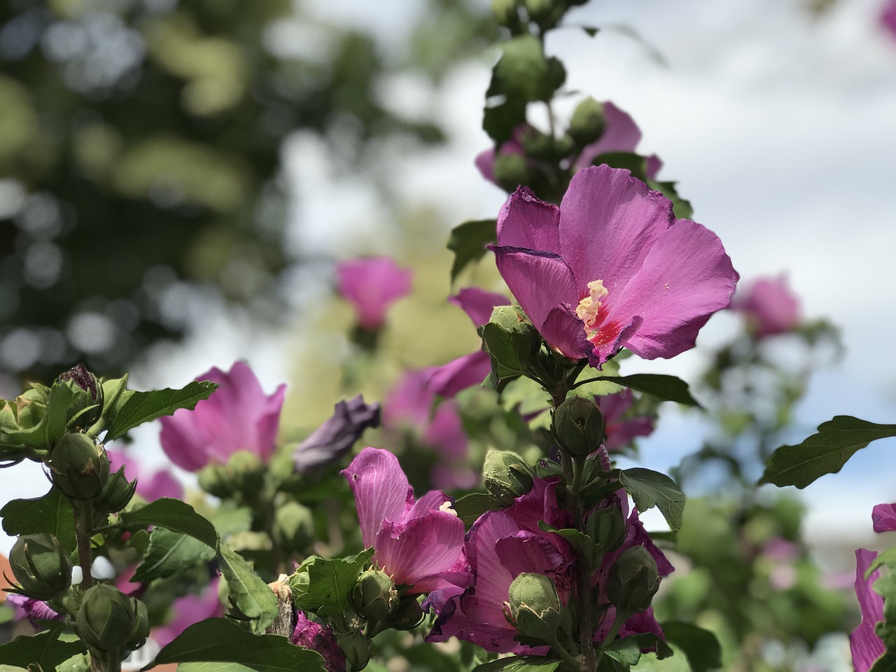 flower  flora  nature free photo