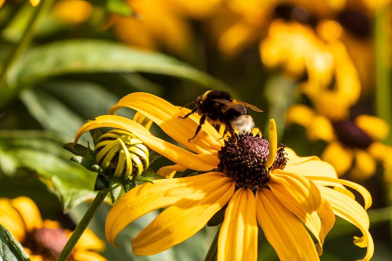 flower  coneflower  bee free photo