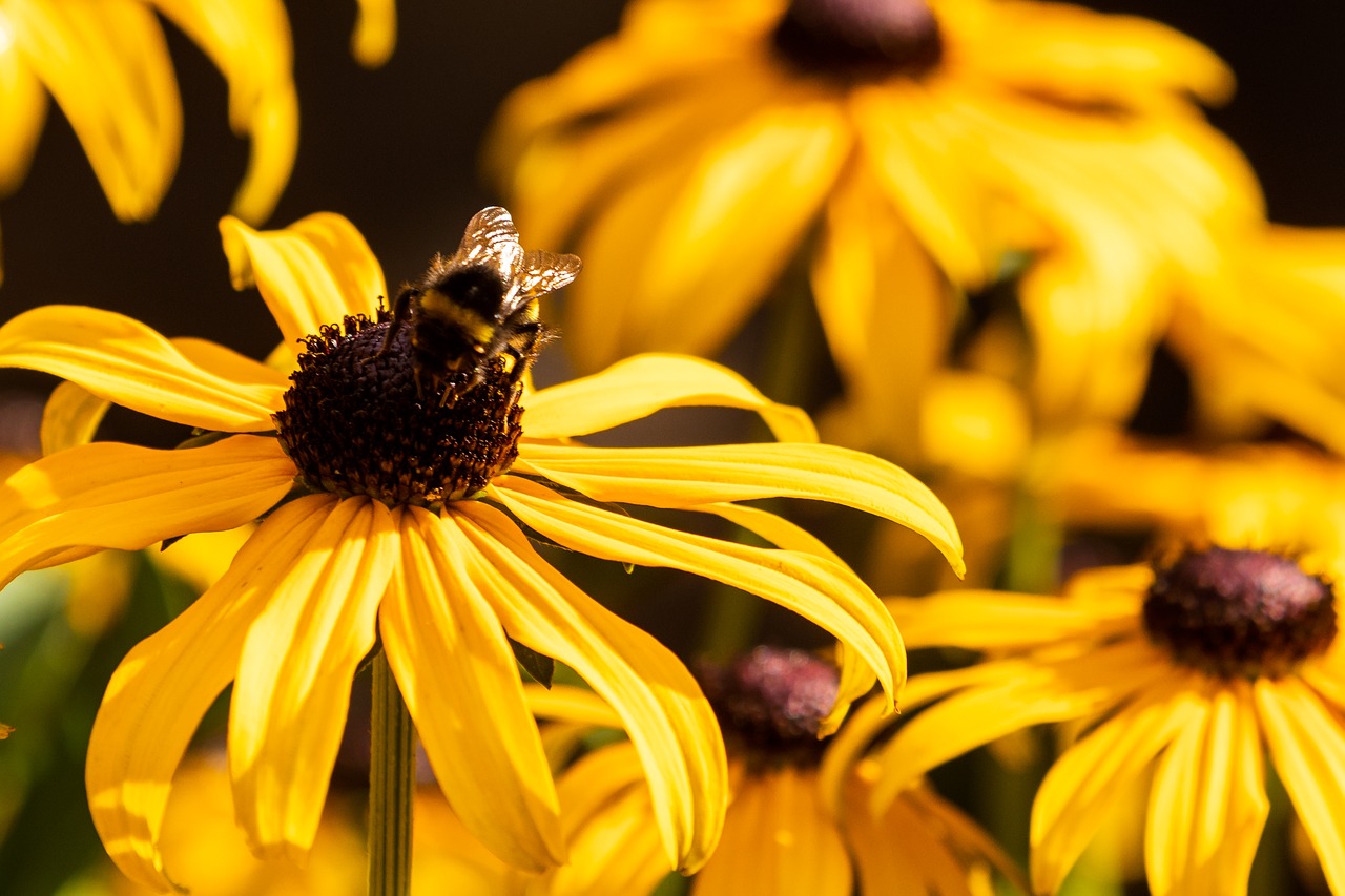 flower  coneflower  bee free photo