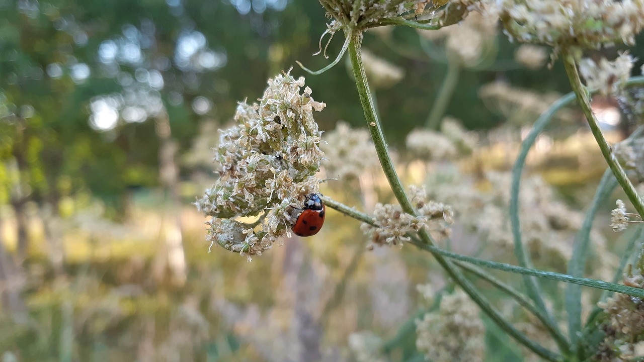 flower  ladybug  insect free photo