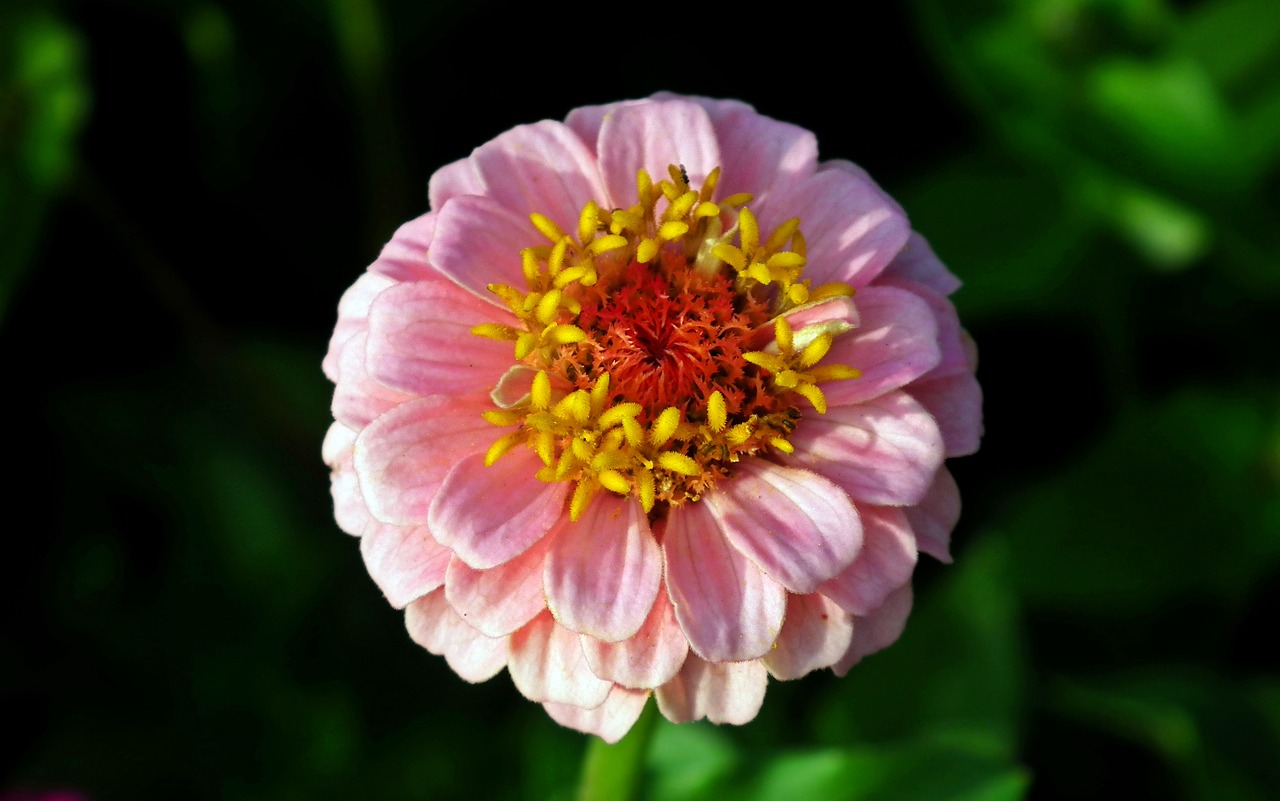 flower  zinnia  pink free photo