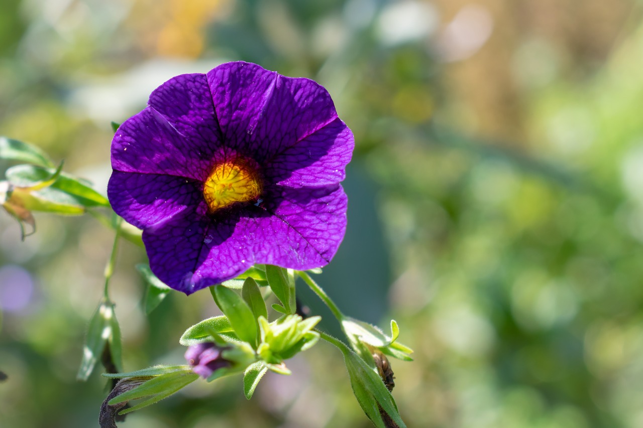 flower  nature  garden free photo