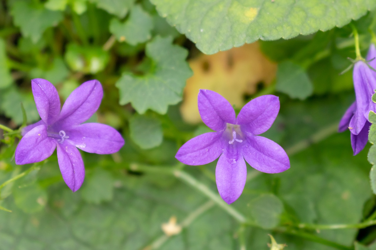 flower  nature  garden free photo