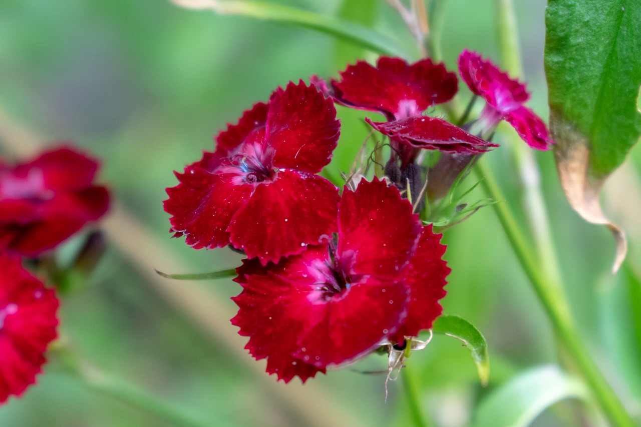 flower  nature  garden free photo