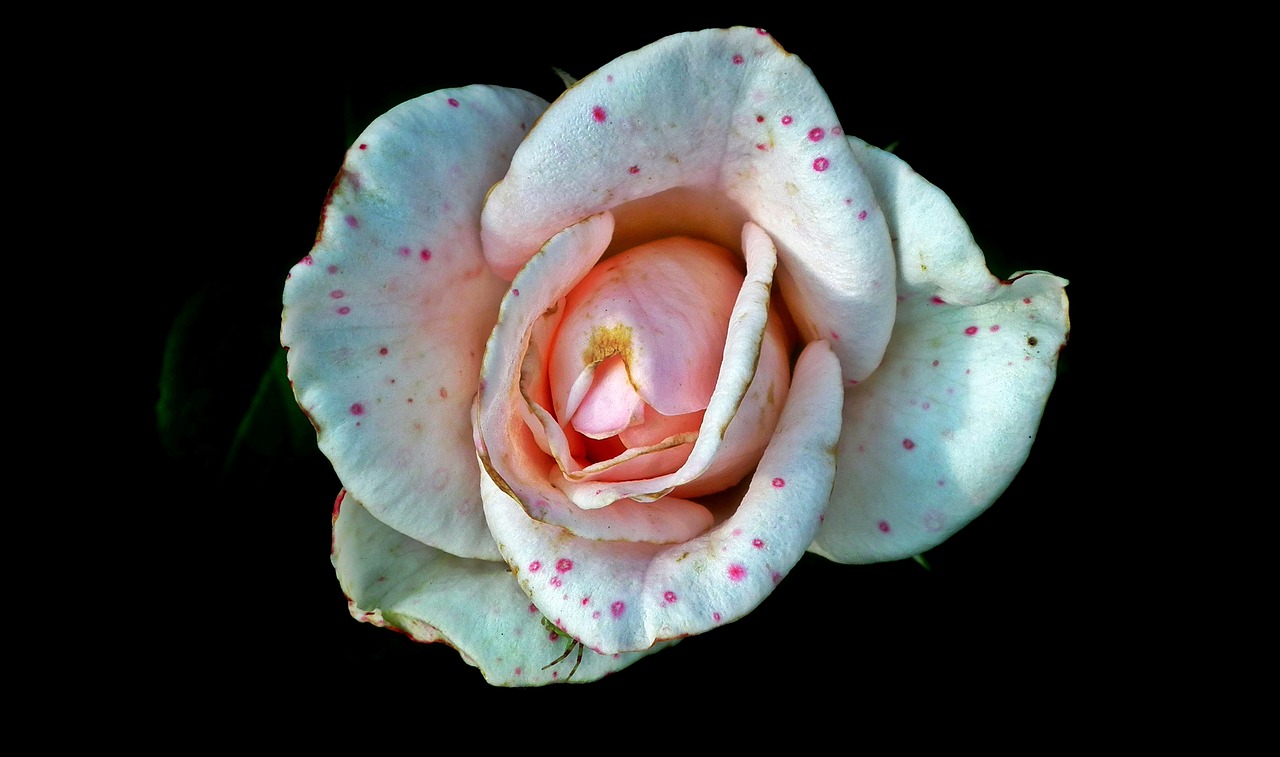 flower  rose  beauty free photo