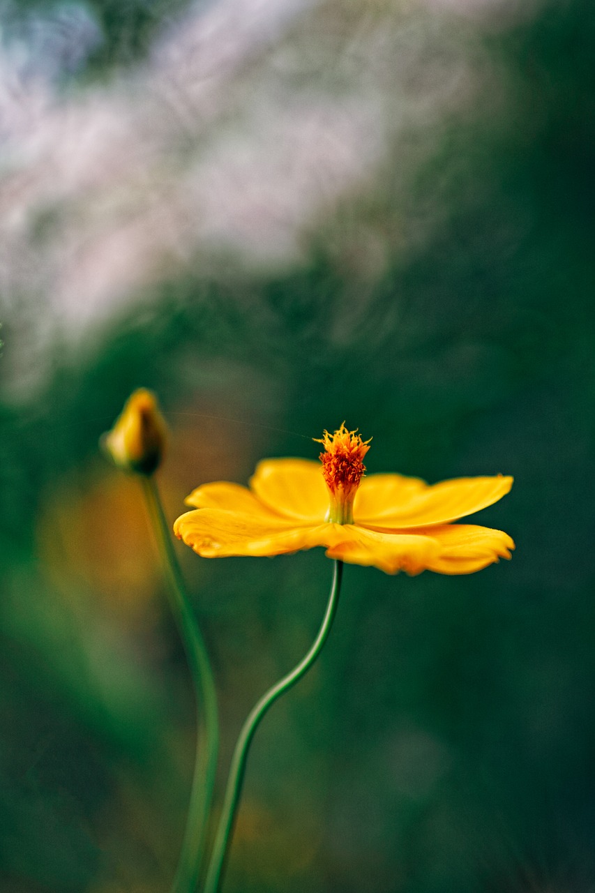 flower  nature  blossom free photo