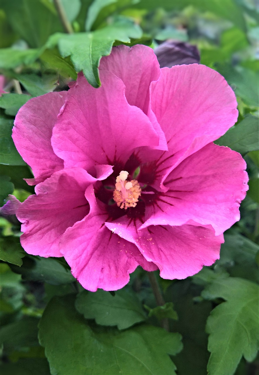 flower  hibiscus  marshmallow free photo