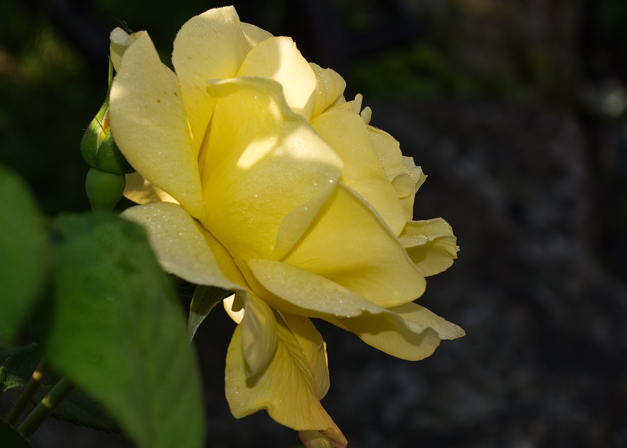 flower  rose  yellow free photo