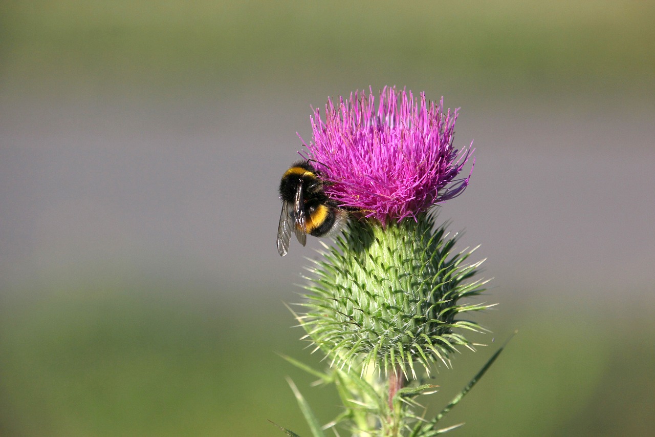 flower  hummel  blossom free photo