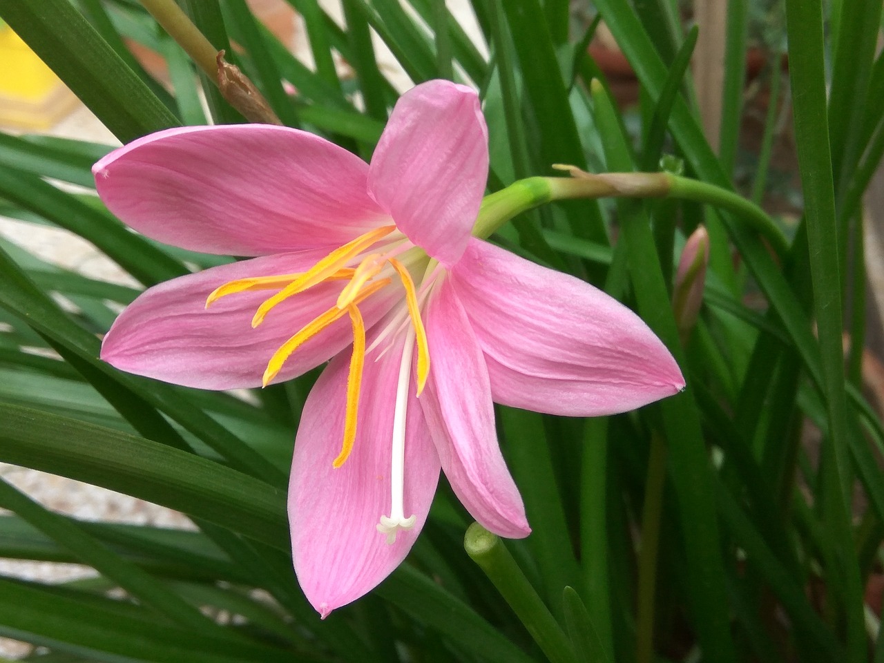 flower  pink  plant free photo