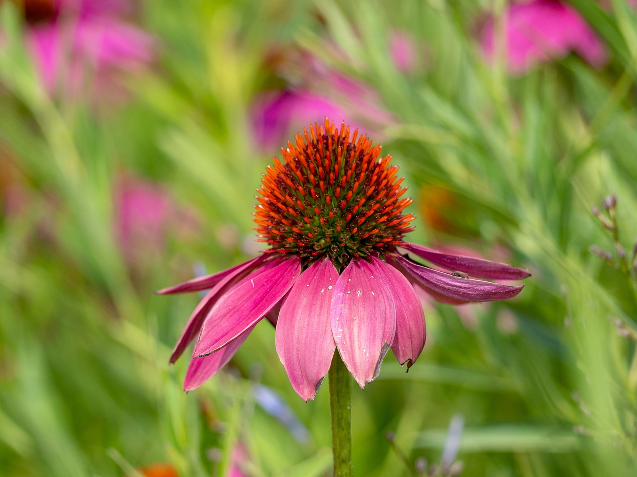 Эхиноцея пурпурная Echinacea purpurea 