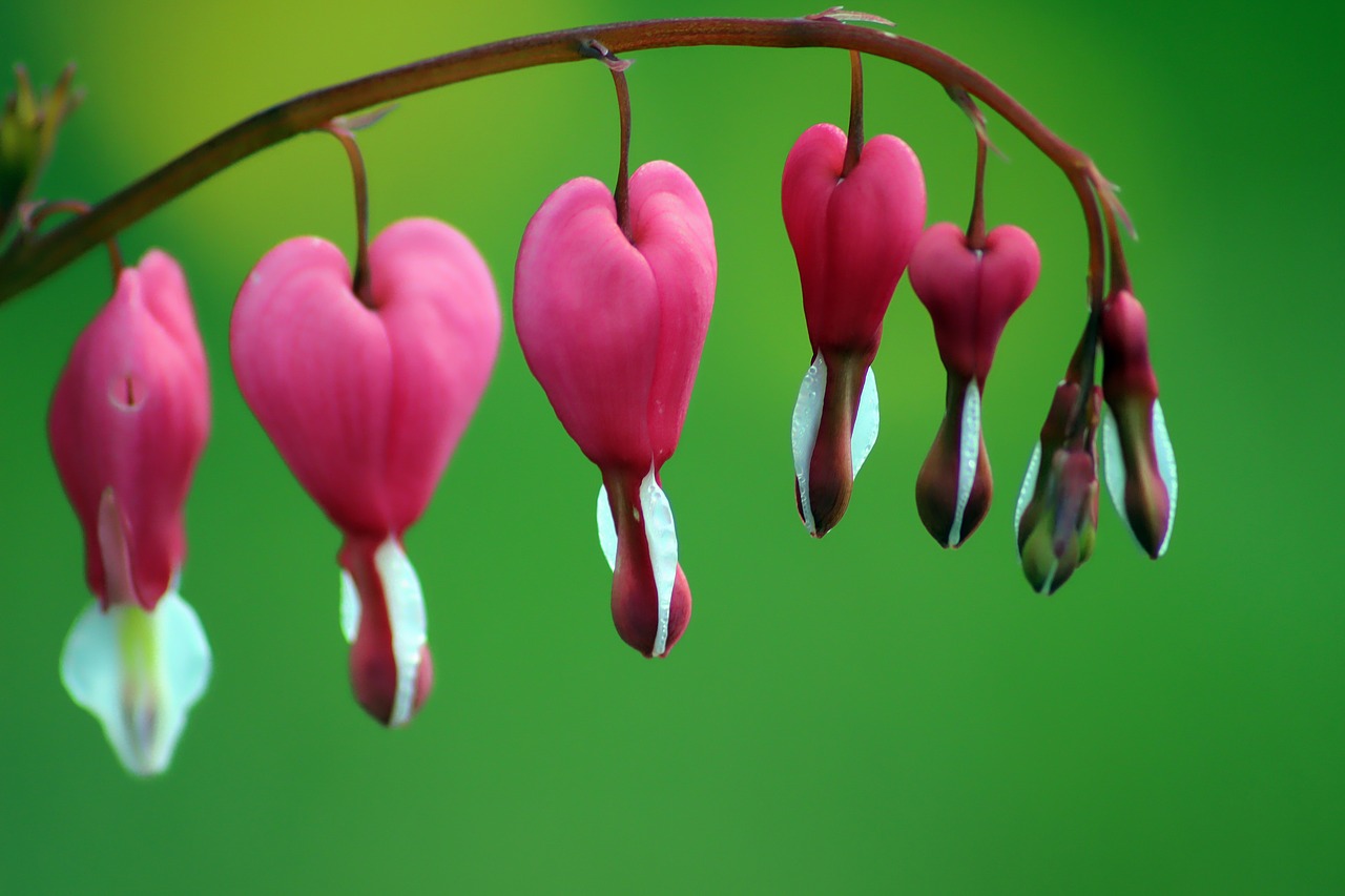 flower  heart flower  close up free photo