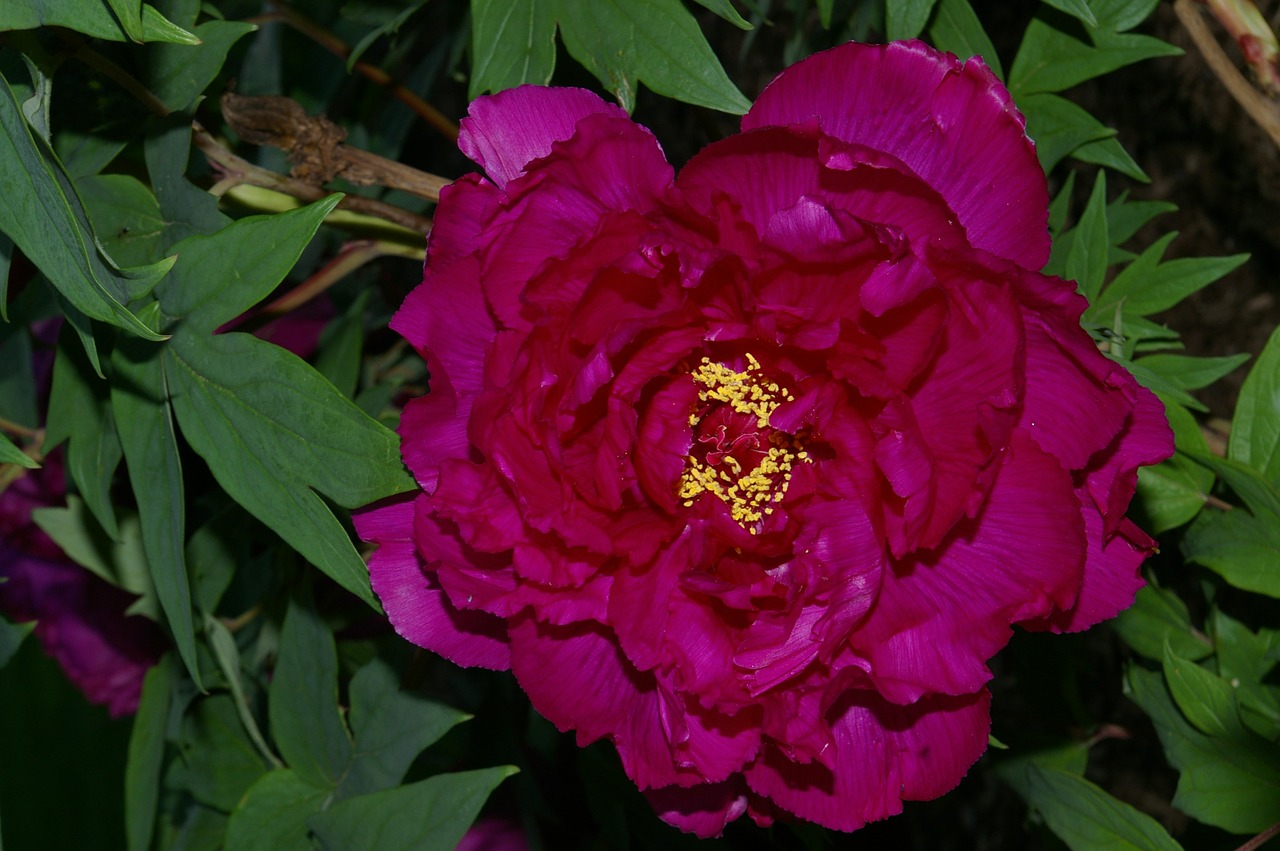 flower peony bloom free photo