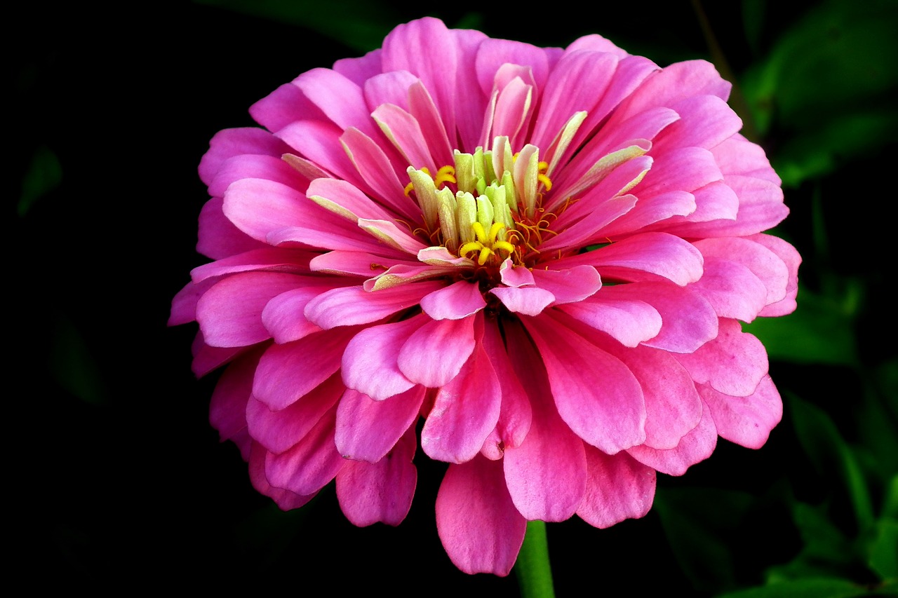 flower  zinnia  summer free photo