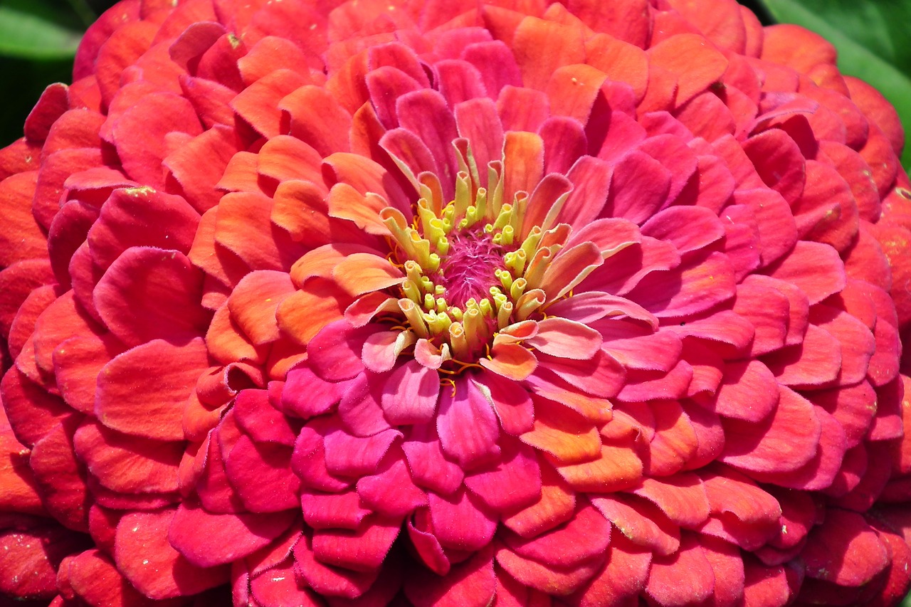 flower  zinnia  summer free photo