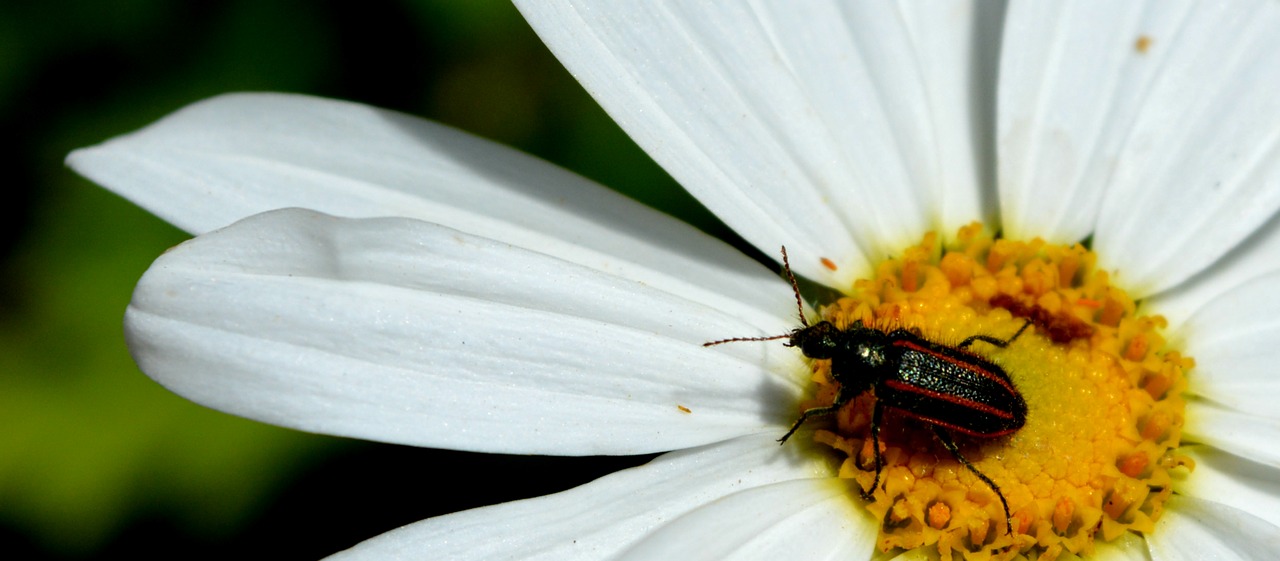 flower  insect  nature free photo