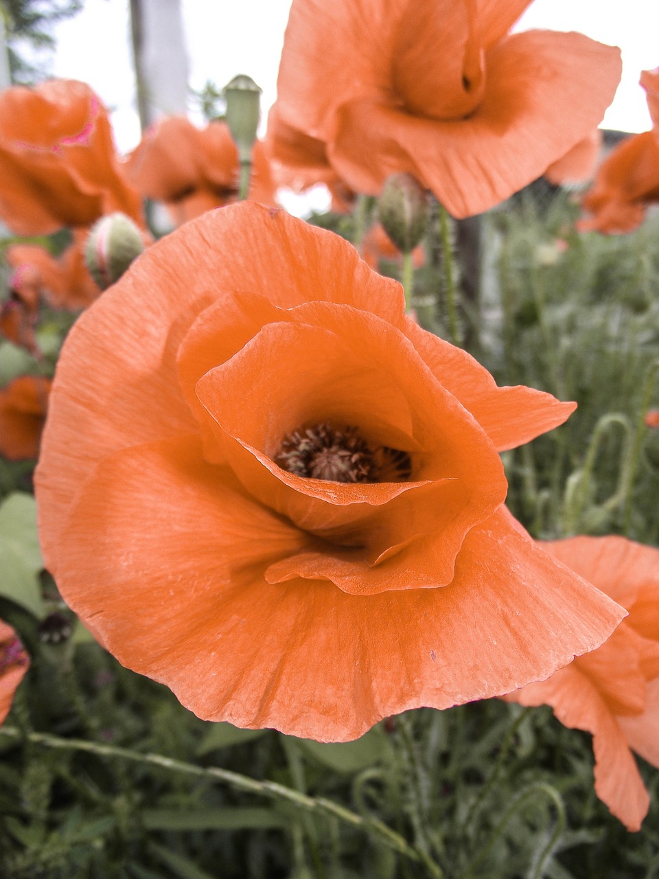 flower poppy meadow free photo