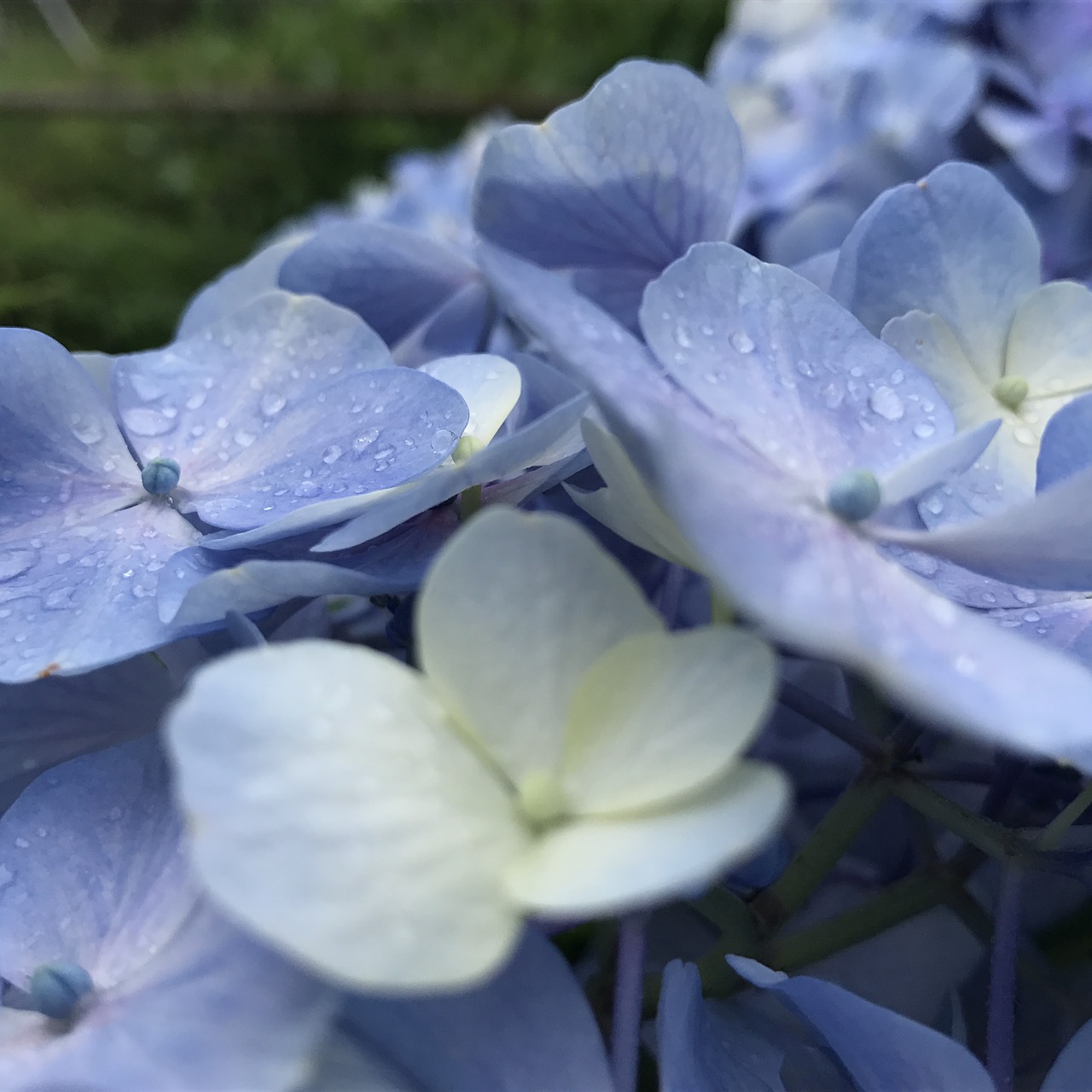 flower  waterdrop  water drops free photo