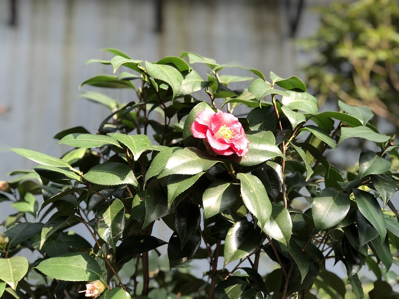 flower  camellia flower  petal free photo