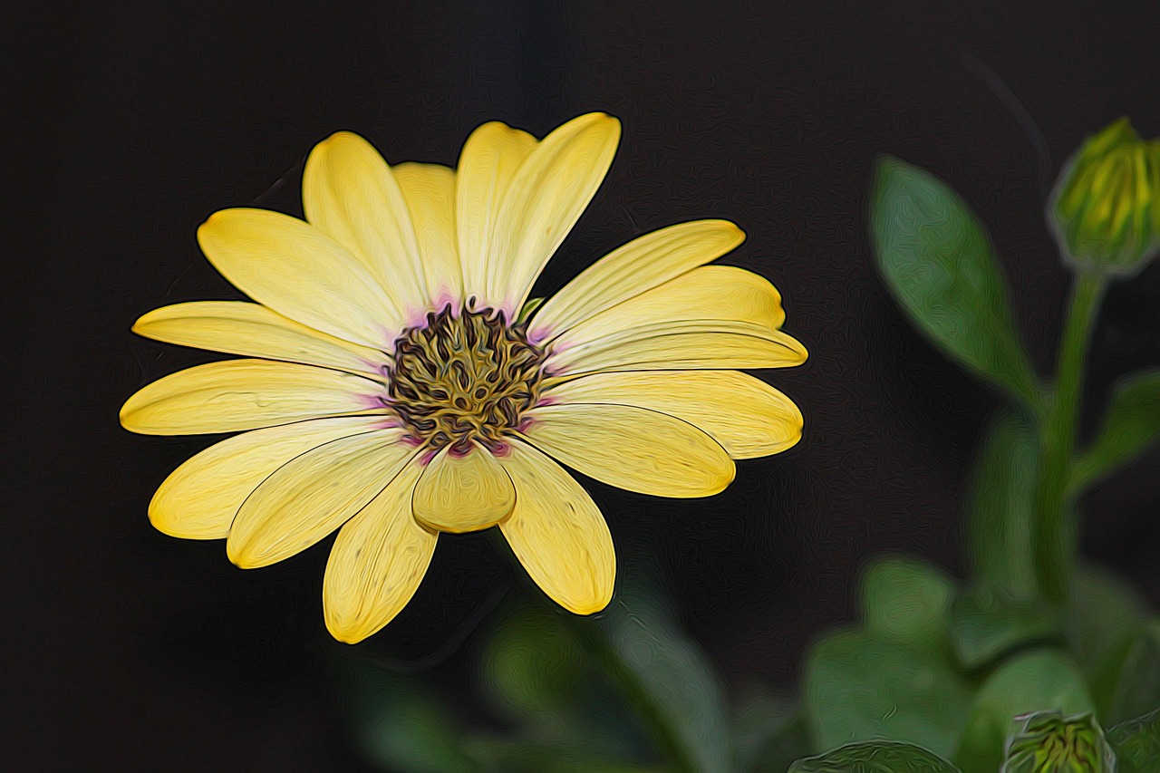 flower  yellow  blossom free photo