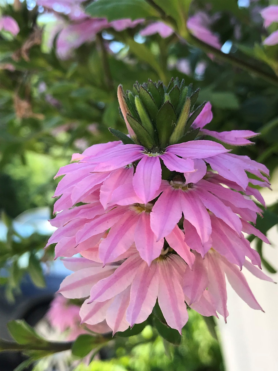 flower  petals  pink free photo