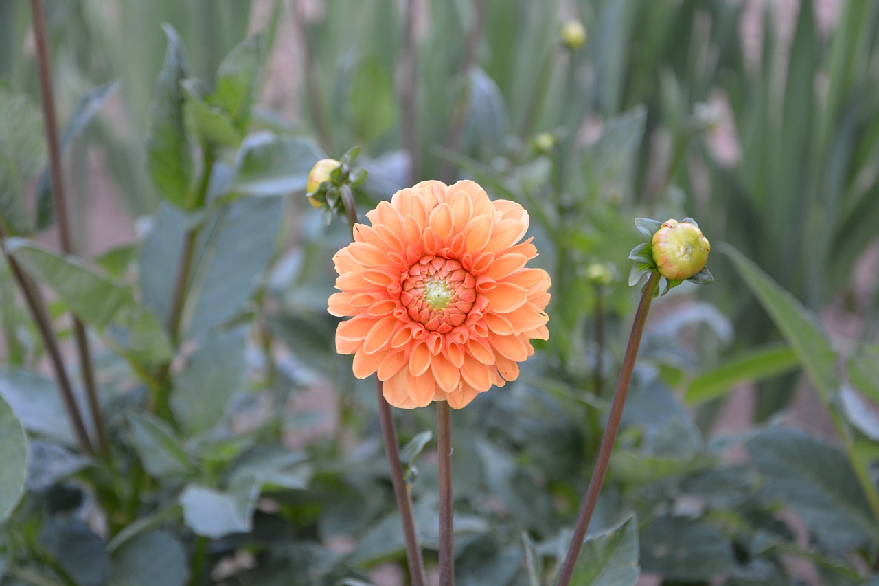 flower  plants  flower flower free photo