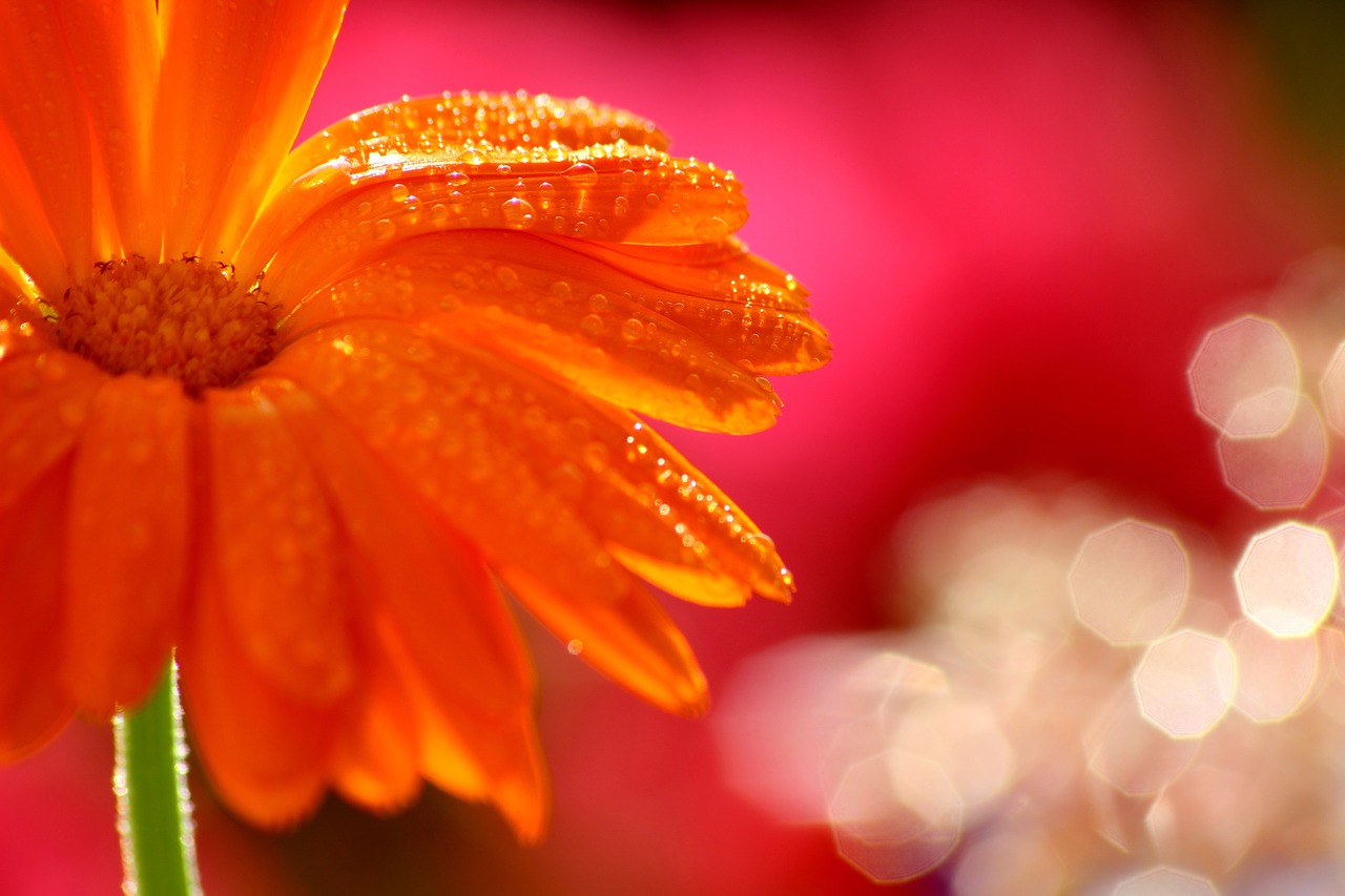 flower  water  drop of water free photo