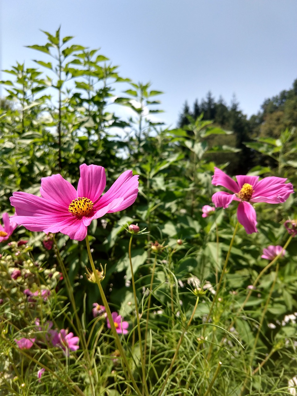 flower  violet  garden free photo