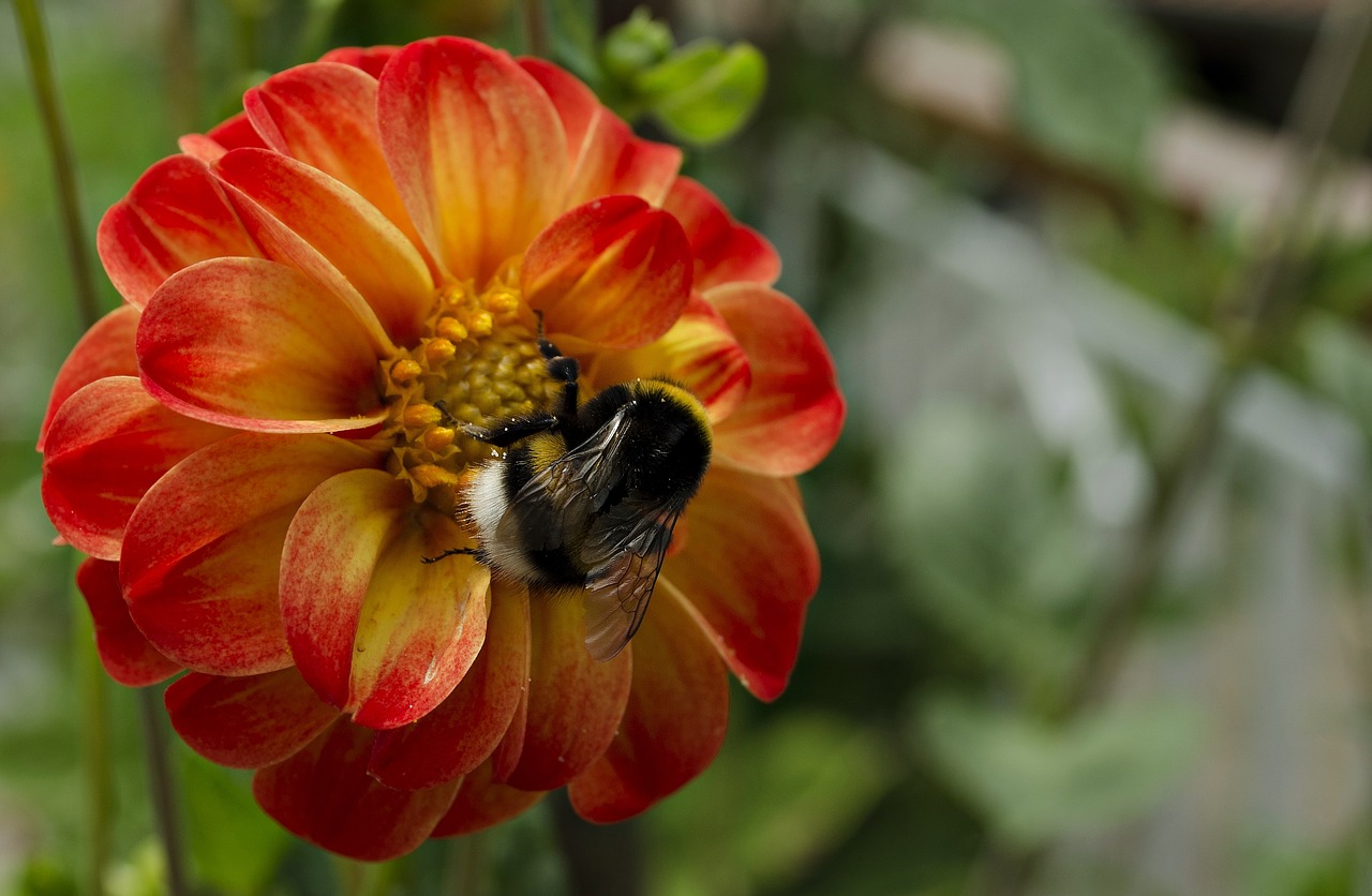 flower  bloom  garden free photo