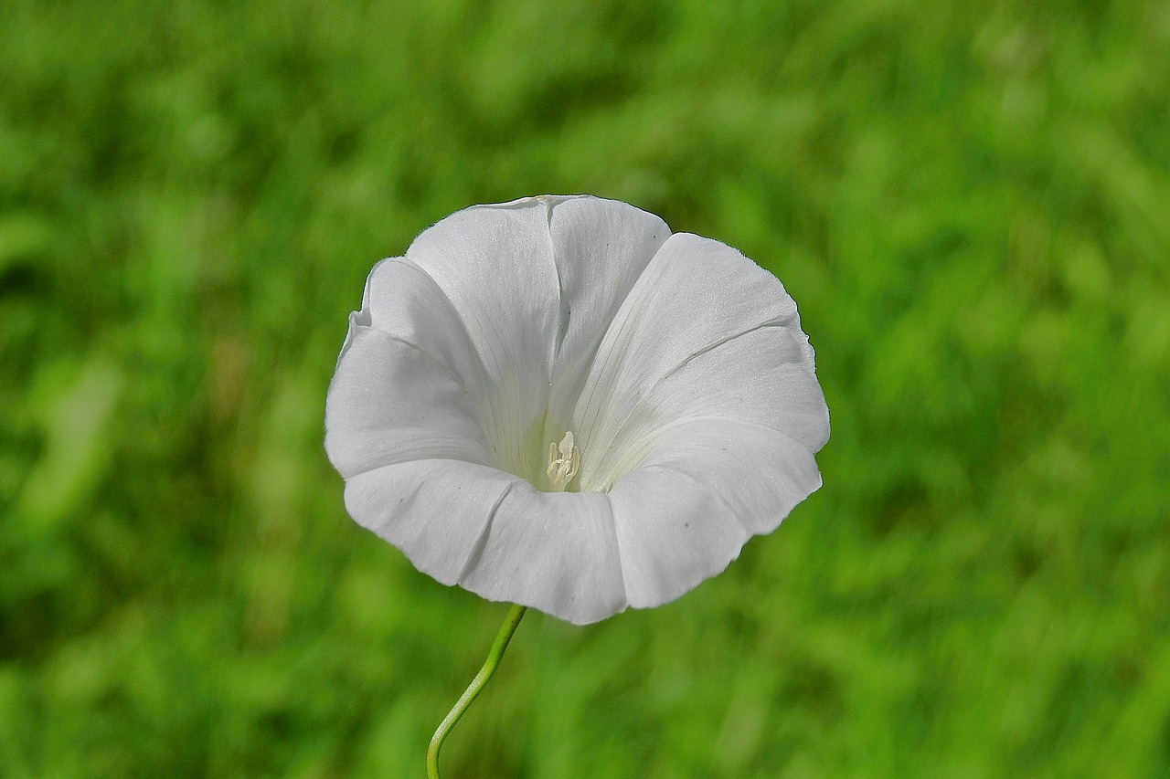 flower  white  summer free photo