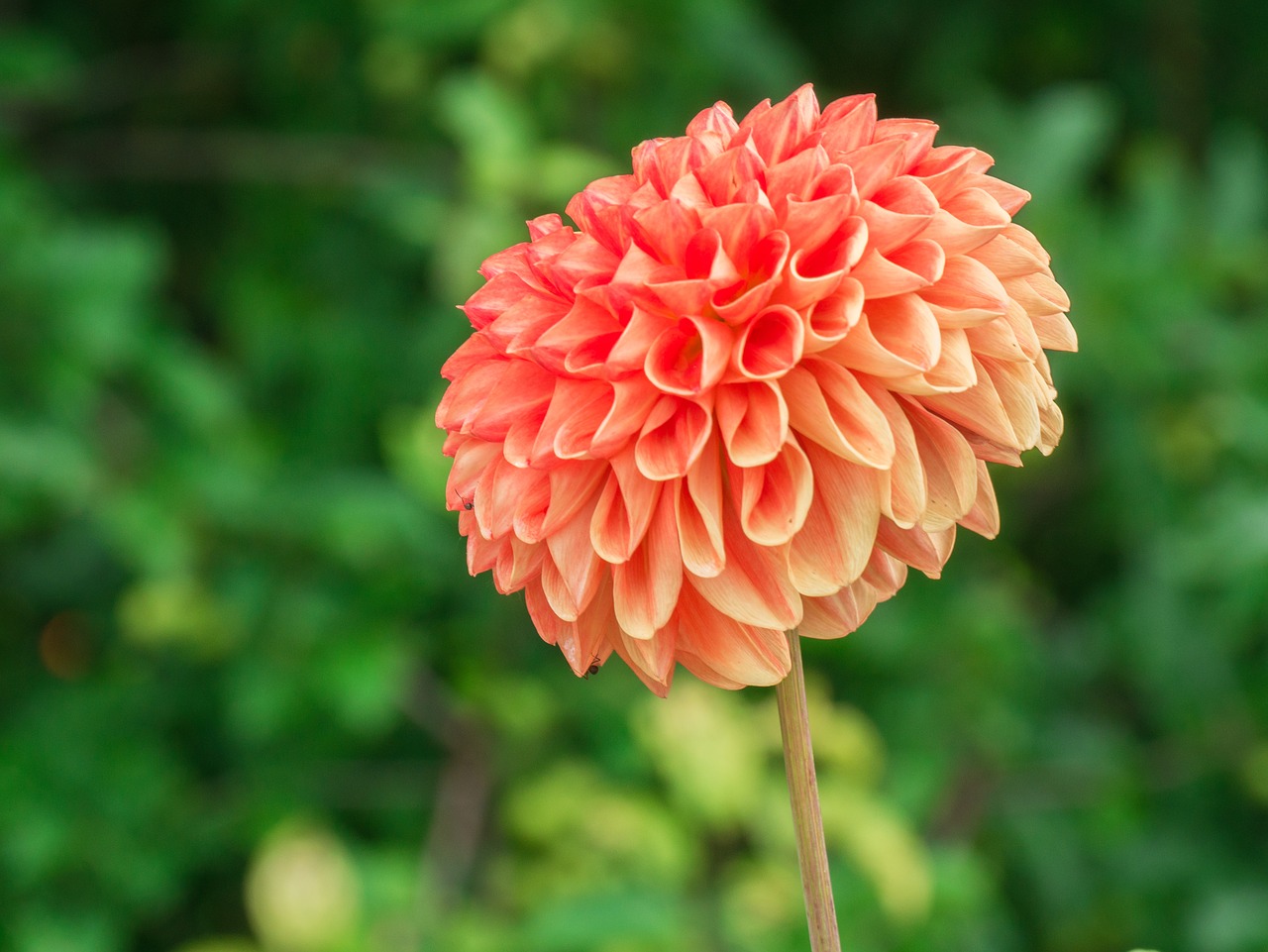 flower  dahlia  petals free photo