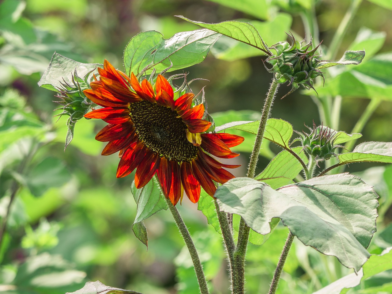 flower  sunflower  nature free photo