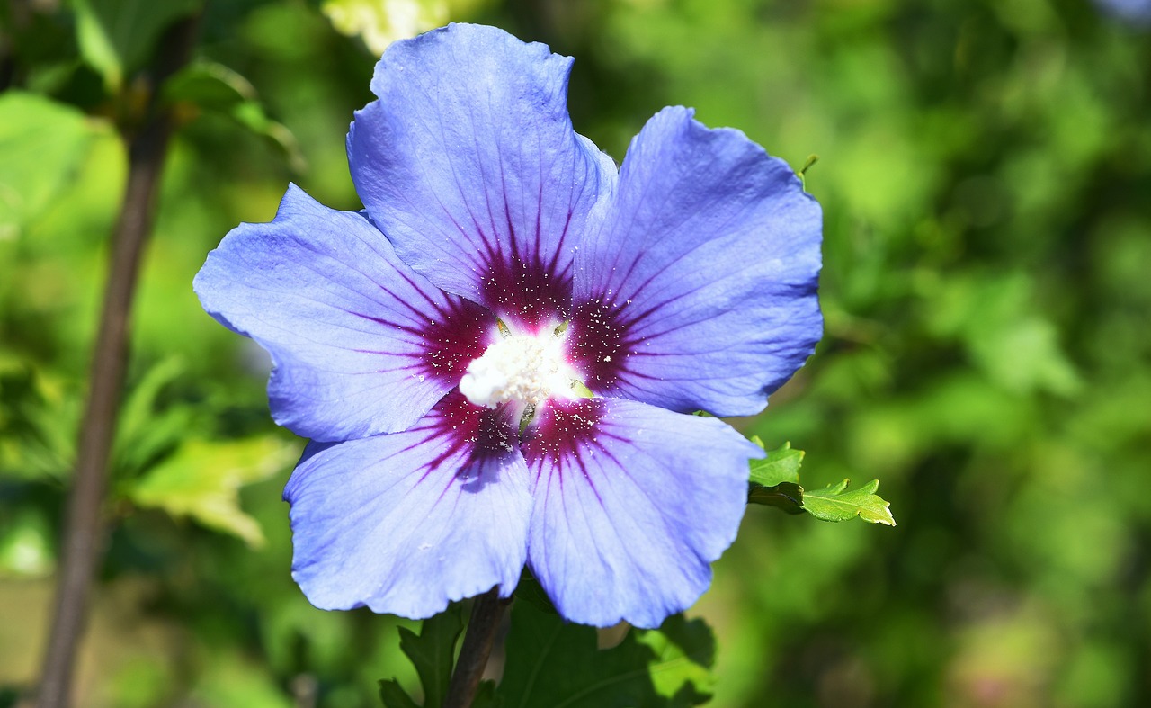 flower  garden  blue free photo