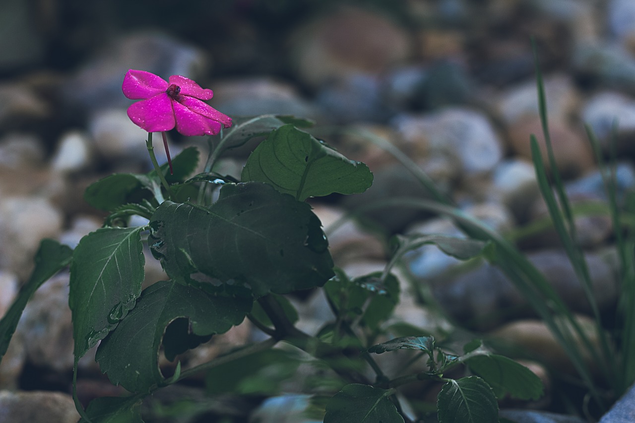 flower  dark  rosa free photo