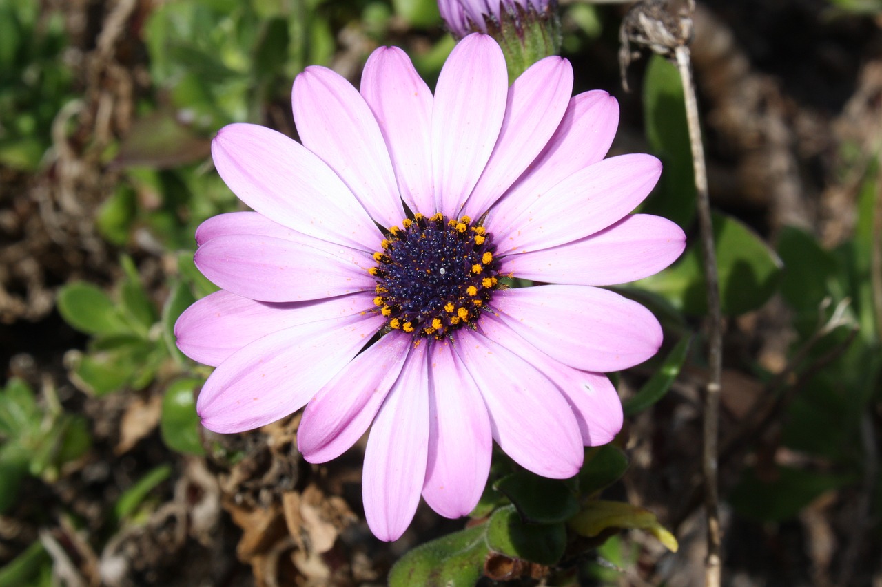 flower  pink  floral free photo