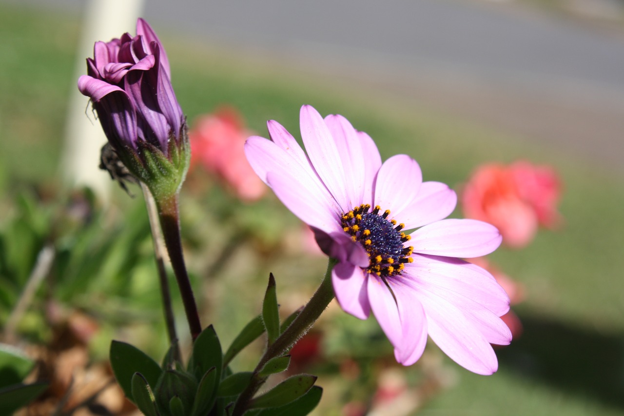 flower  flora  floral free photo