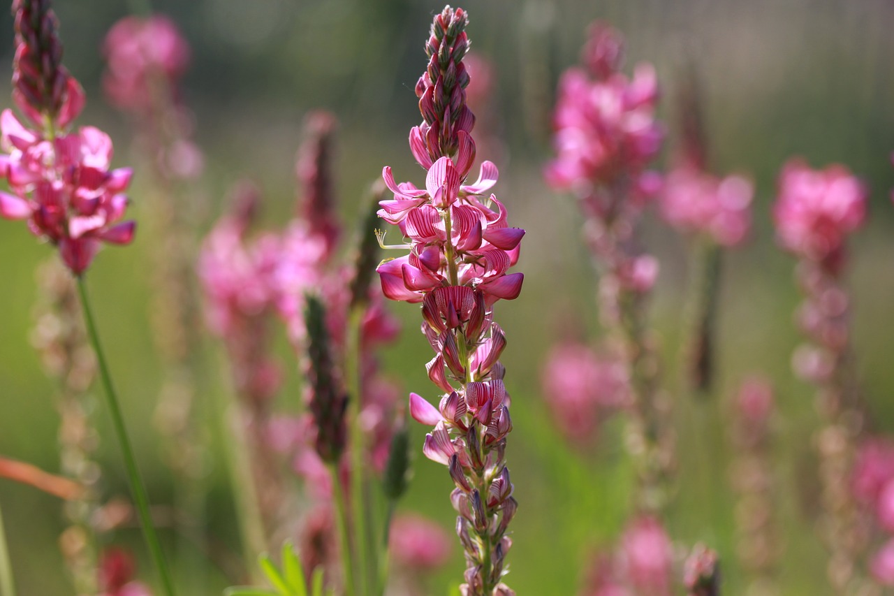 flower  pink  wild free photo