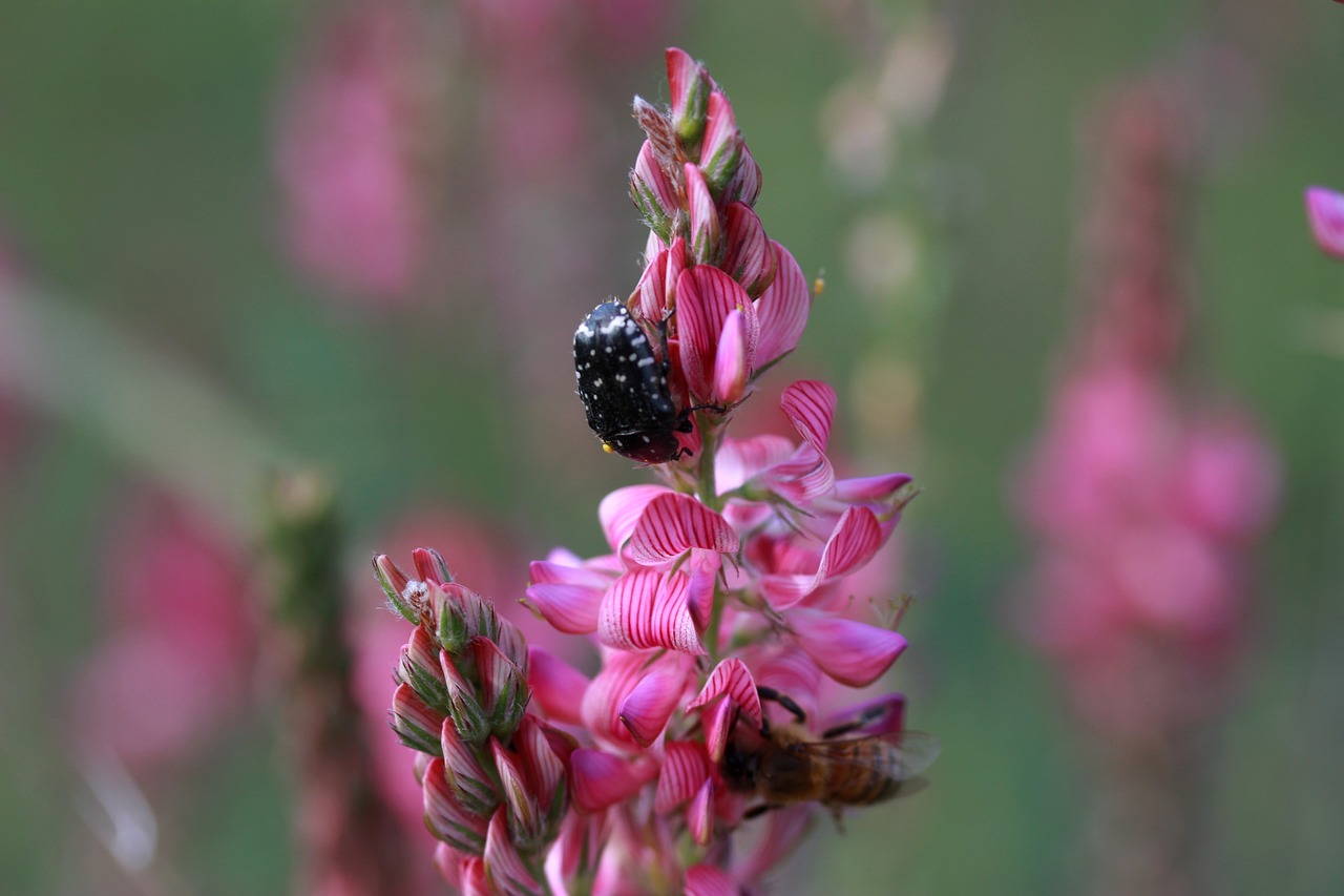 flower  pink  wild free photo