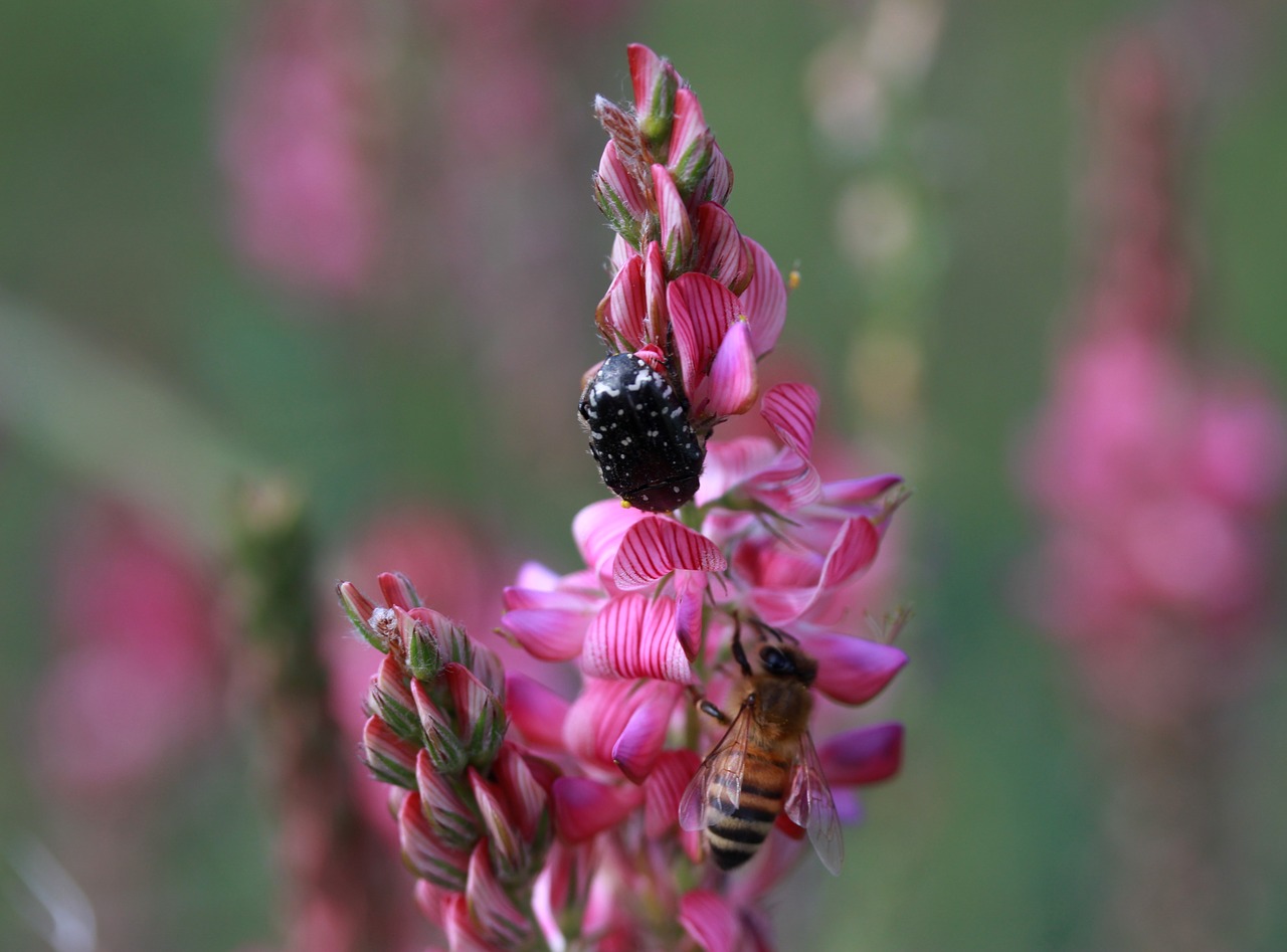 flower  pink  bee free photo