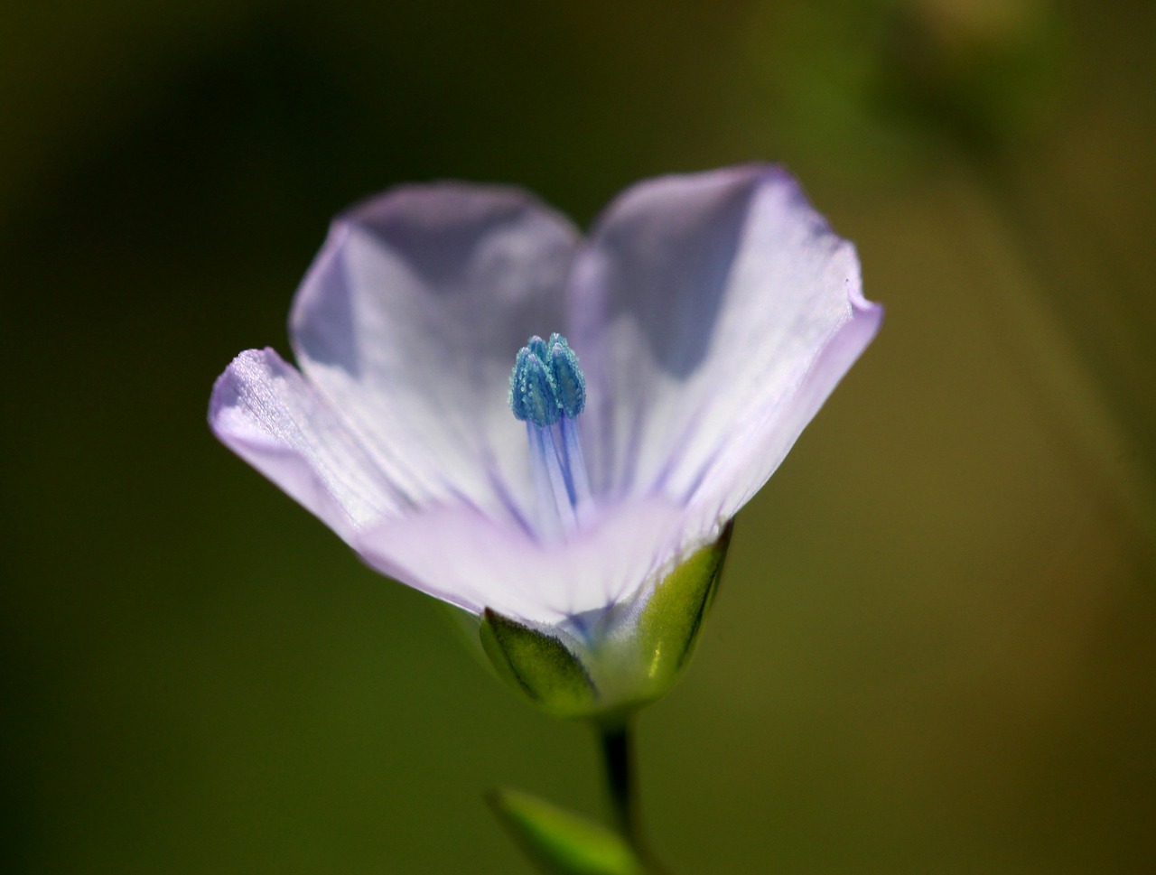 flower  blue  wild free photo