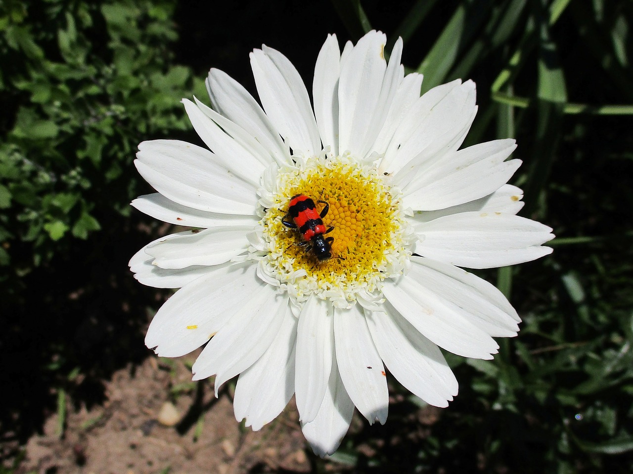 flower  beetle  insect free photo