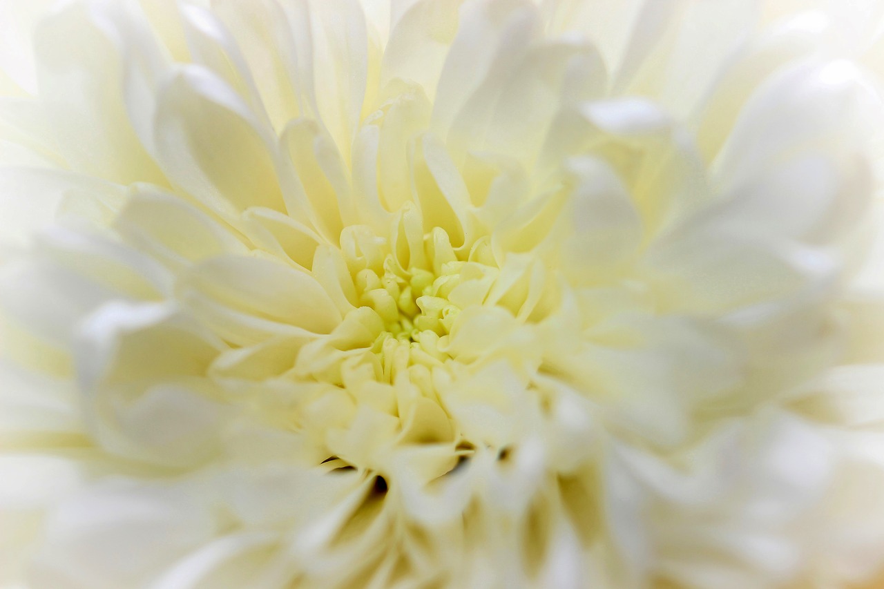 flower  white  macro free photo