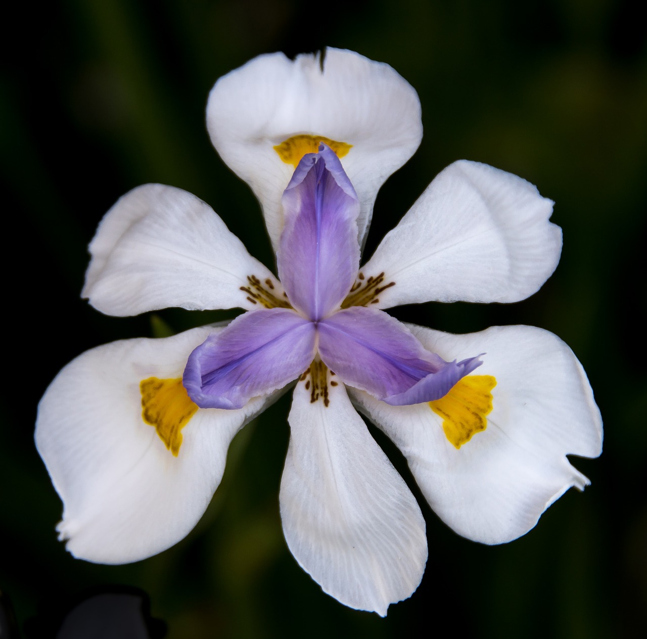 flower  dietes  iris free photo