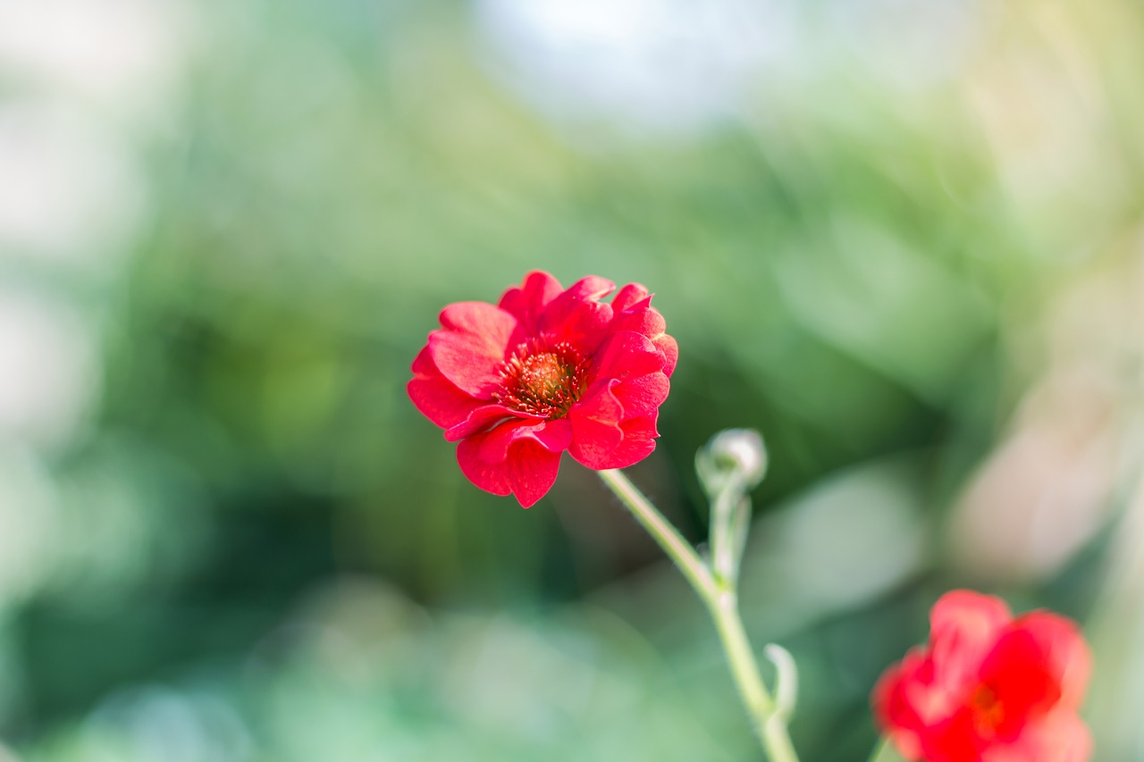 flower  summer  nature free photo