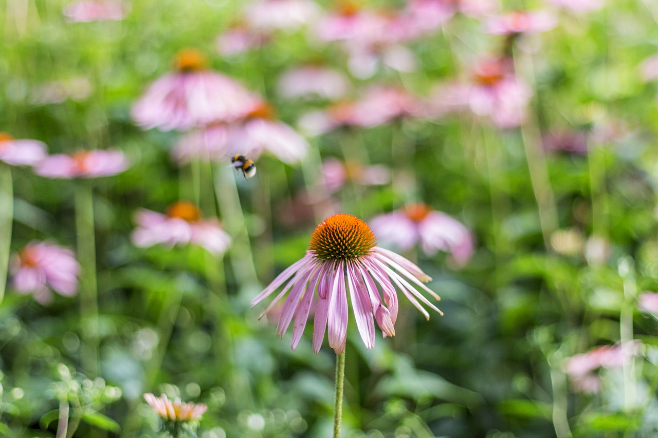 flower  summer  nature free photo