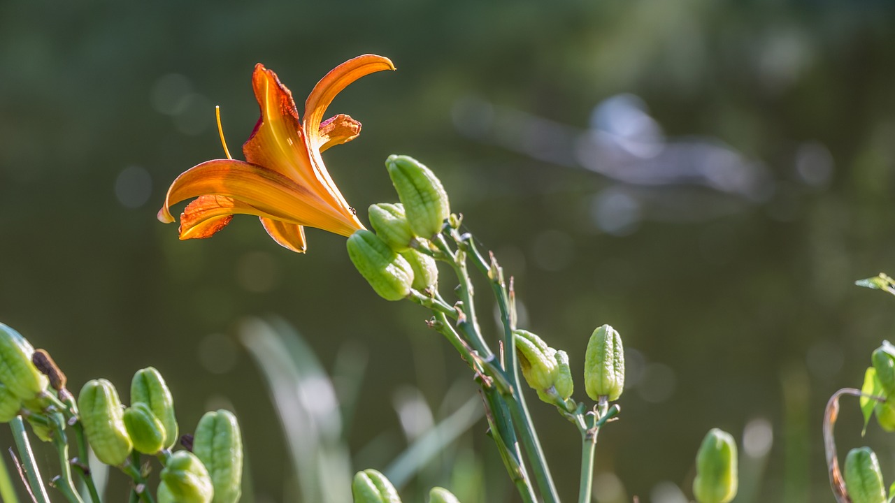 flower  summer  nature free photo